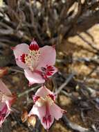 Image of Alstroemeria diluta Ehr. Bayer