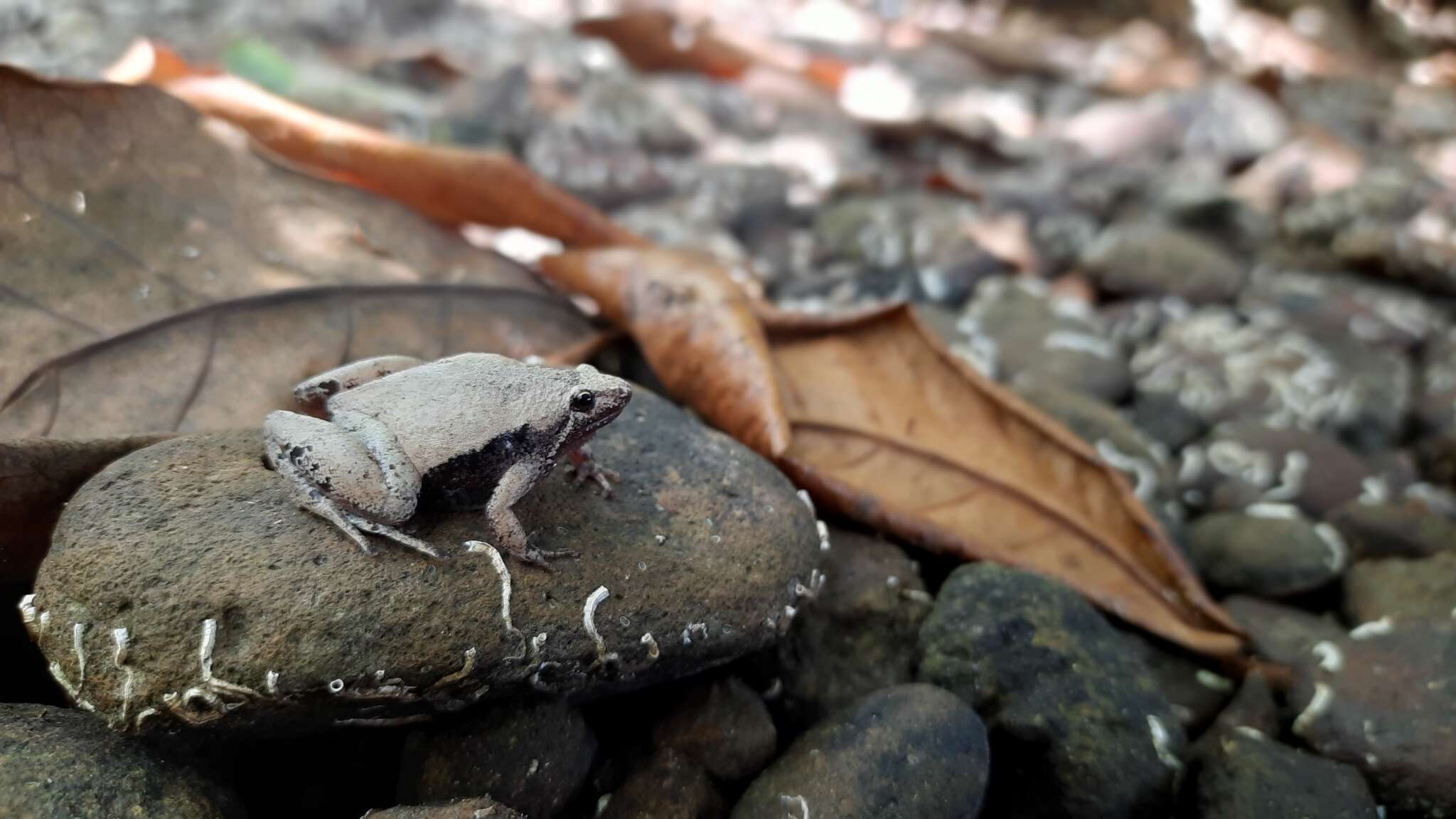 Слика од Microhyla achatina Tschudi 1838