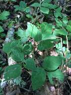 Image of <i>Hylodesmum pauciflorum</i>