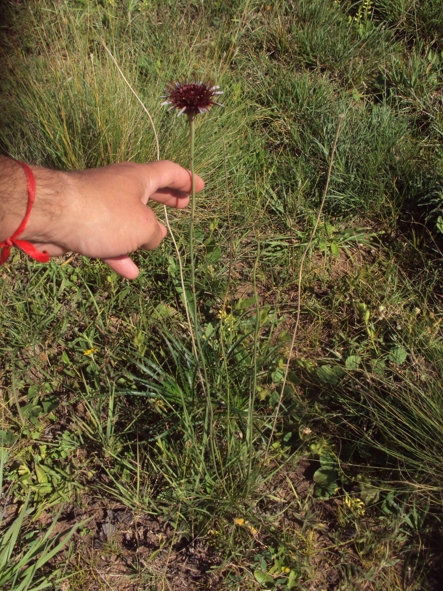 Plancia ëd Isostigma peucedanifolium (Spreng.) Less.