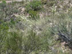 Image of Yucca elata var. verdiensis (McKelvey) Reveal