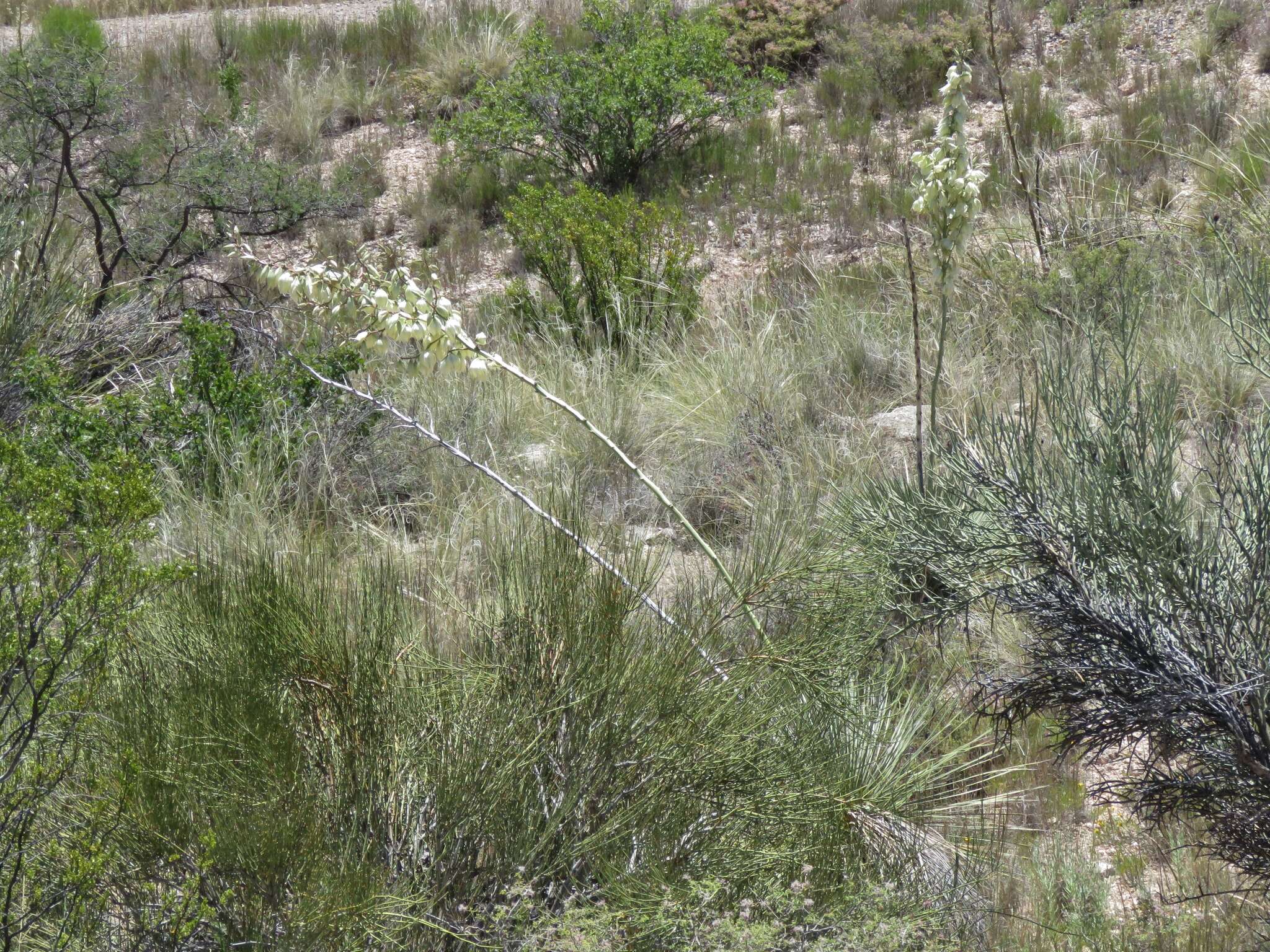 Imagem de Yucca elata var. verdiensis (McKelvey) Reveal