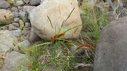 Image of Carex vesicata Meinsh.