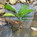 Image of Dracaena praetermissa Bos