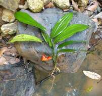 Plancia ëd Dracaena praetermissa Bos