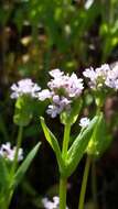 Plancia ëd Valeriana ciliosa (Greene) Byng & Christenh.