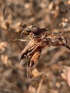 Image of stiffbranch bird's beak