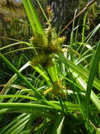 Image of Cyperus Sedge