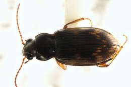 Plancia ëd Bembidion (Notaphus) brullei Gemminger & Harold 1868