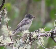 Image of Tropical Pewee