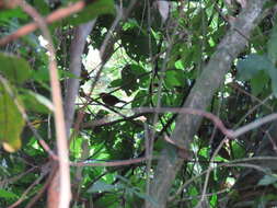 Image of Riparian Antbird