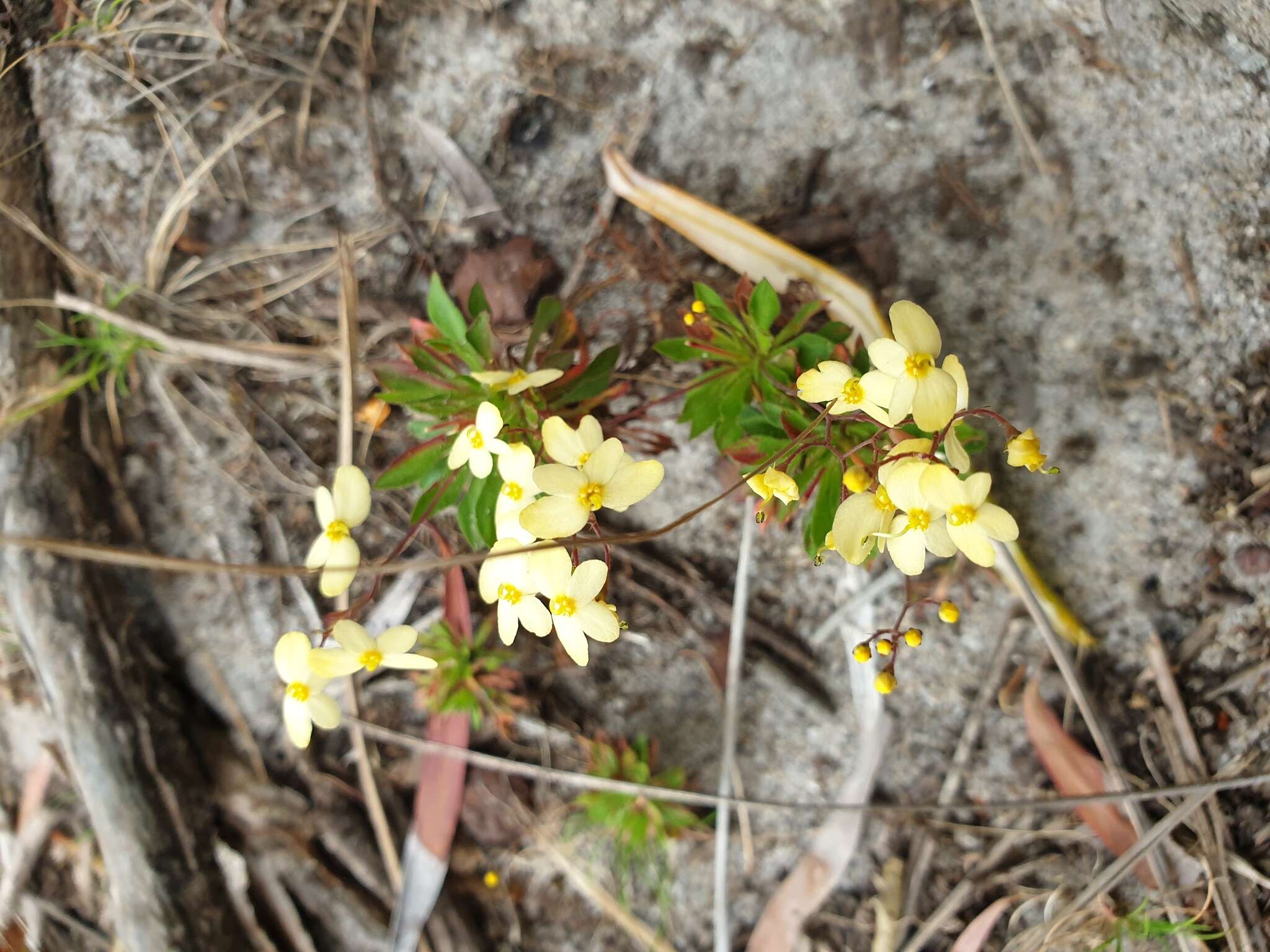 Image of Stylidium acuminatum subsp. meridionalis Wege