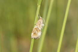 Image of Cynaeda dentalis