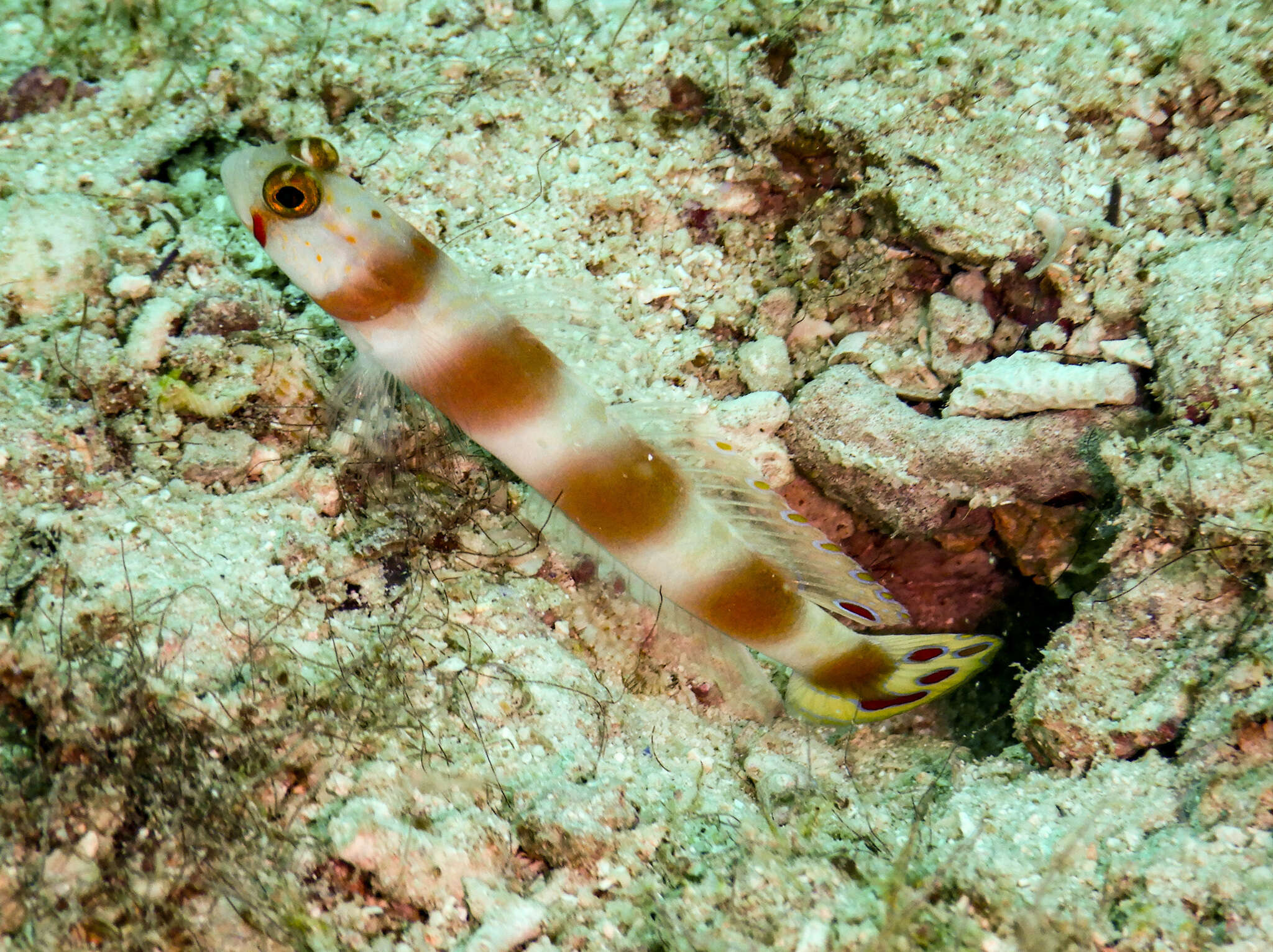 Image of Beautiful prawn-goby