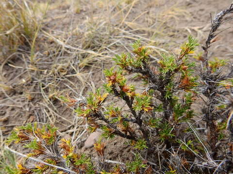 صورة Margyricarpus pinnatus (Lam.) Kuntze