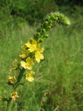 Imagem de Agrimonia eupatoria L.