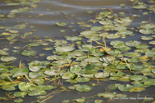 Image of Nymphoides fallax Ornduff