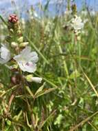 Image of white checkerbloom