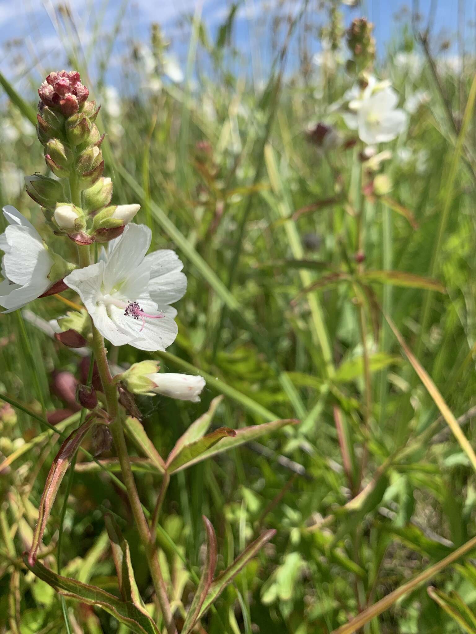 Image of white checkerbloom