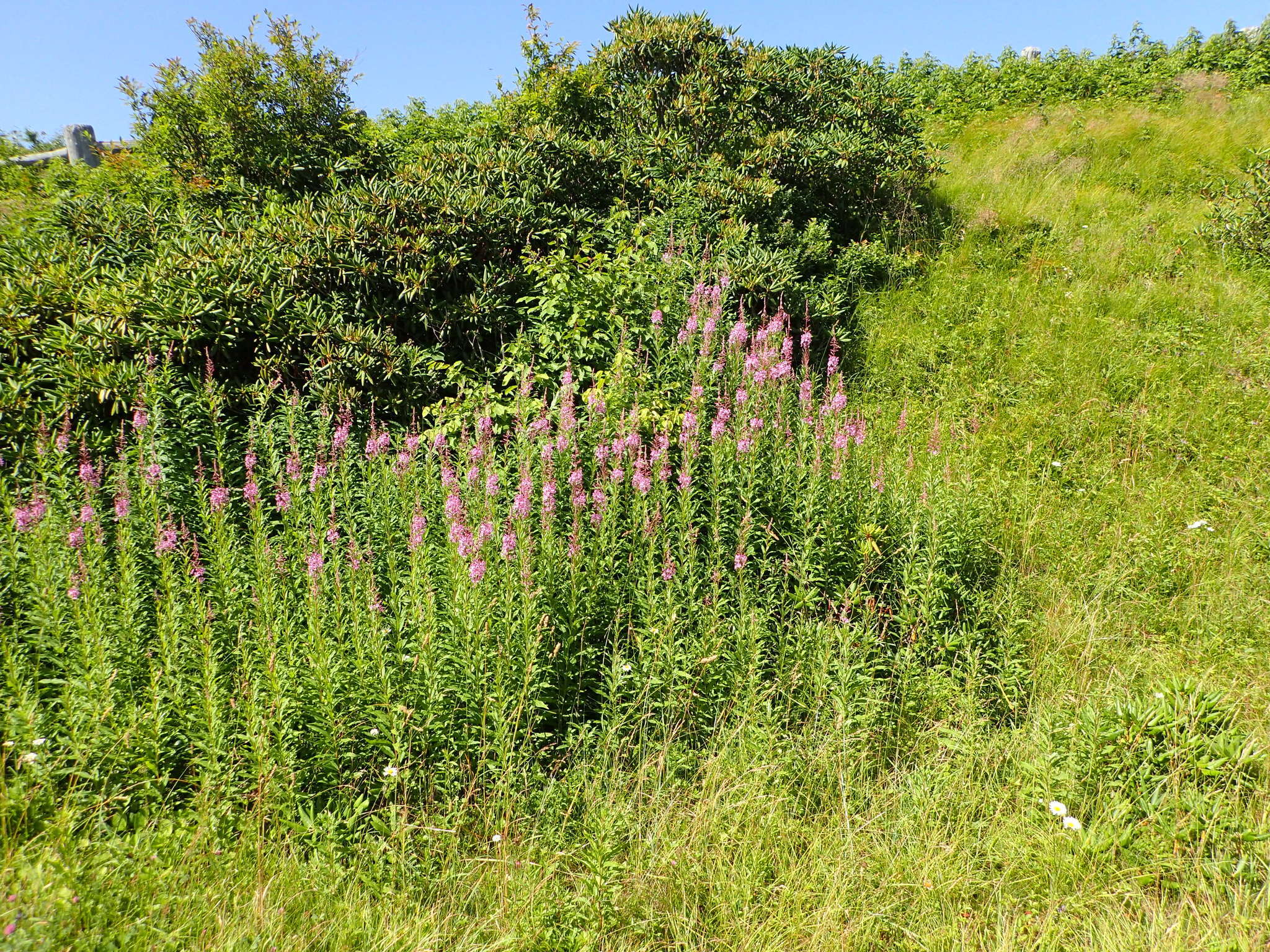 Image of Narrow-Leaf Fireweed