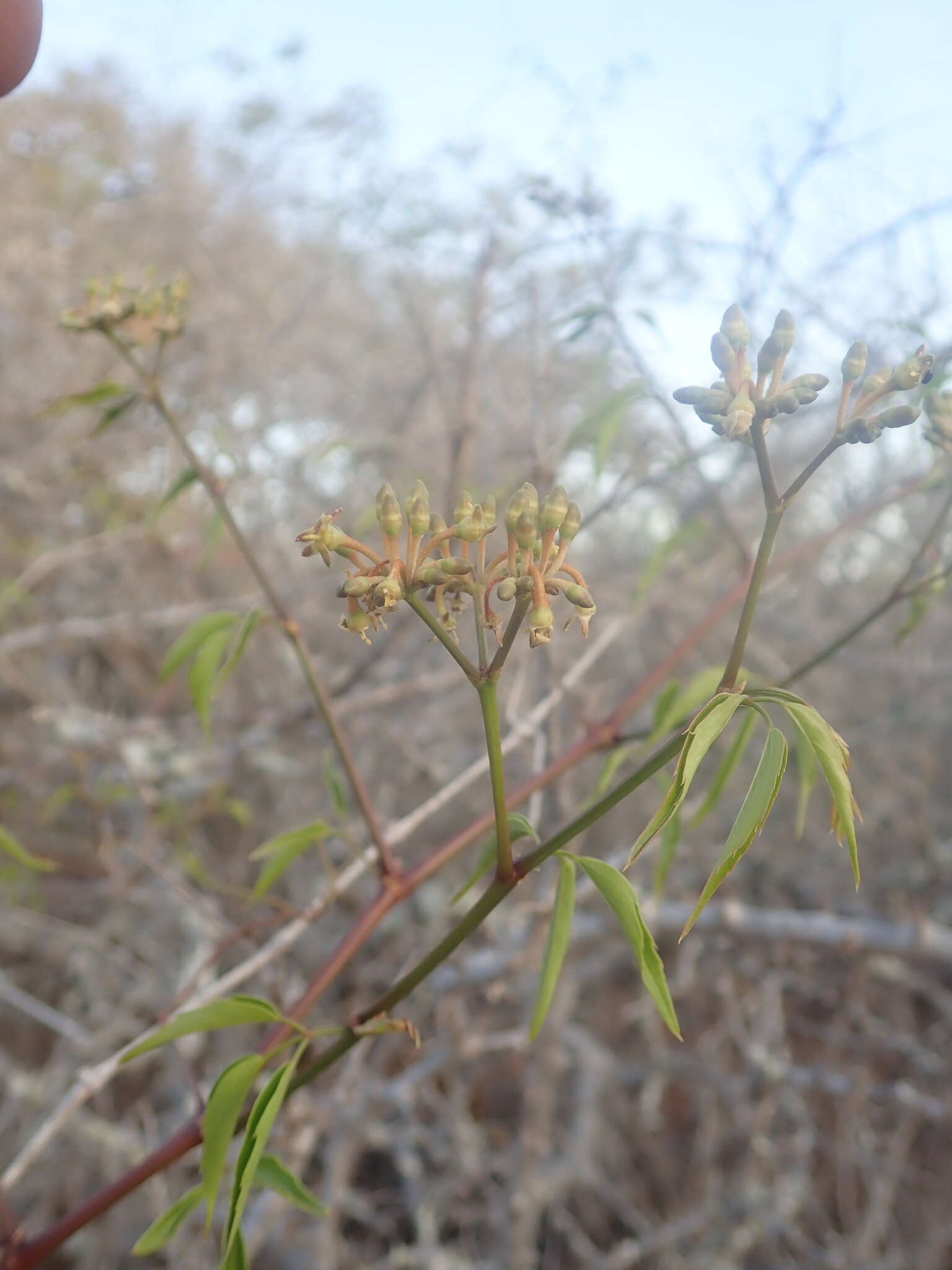 Image of Cissus bosseri Descoings