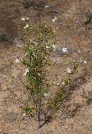 Image of Asterolasia pallida Benth.