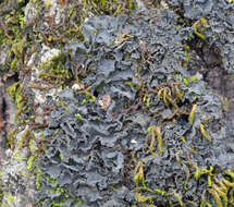 Image of Austroamerican skin lichen
