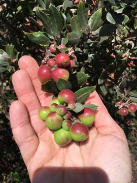 Image of woollyleaf manzanita