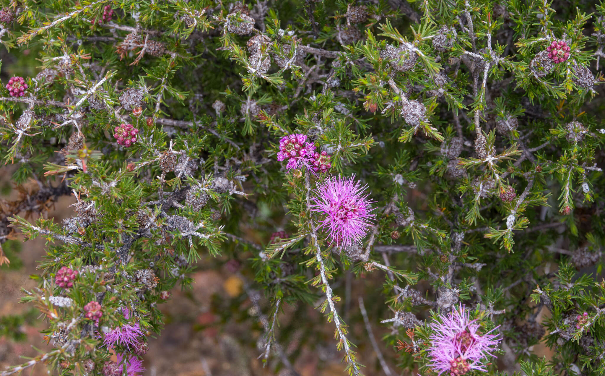 Image of Melaleuca jonesii Craven & R. D. Edwards