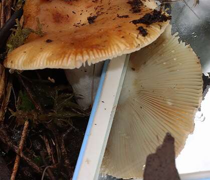 Image of Russula neerimea Grgur. 1997