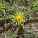 Image of leafy false goldenweed