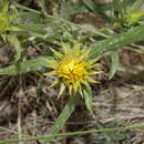 صورة Oonopsis foliosa (Torr. & A. Gray) Greene