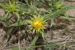 صورة Oonopsis foliosa (Torr. & A. Gray) Greene