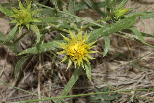 Image of leafy false goldenweed