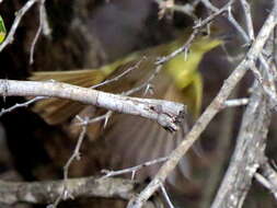 Imagem de Chlorocichla flaviventris flaviventris (Smith & A 1834)