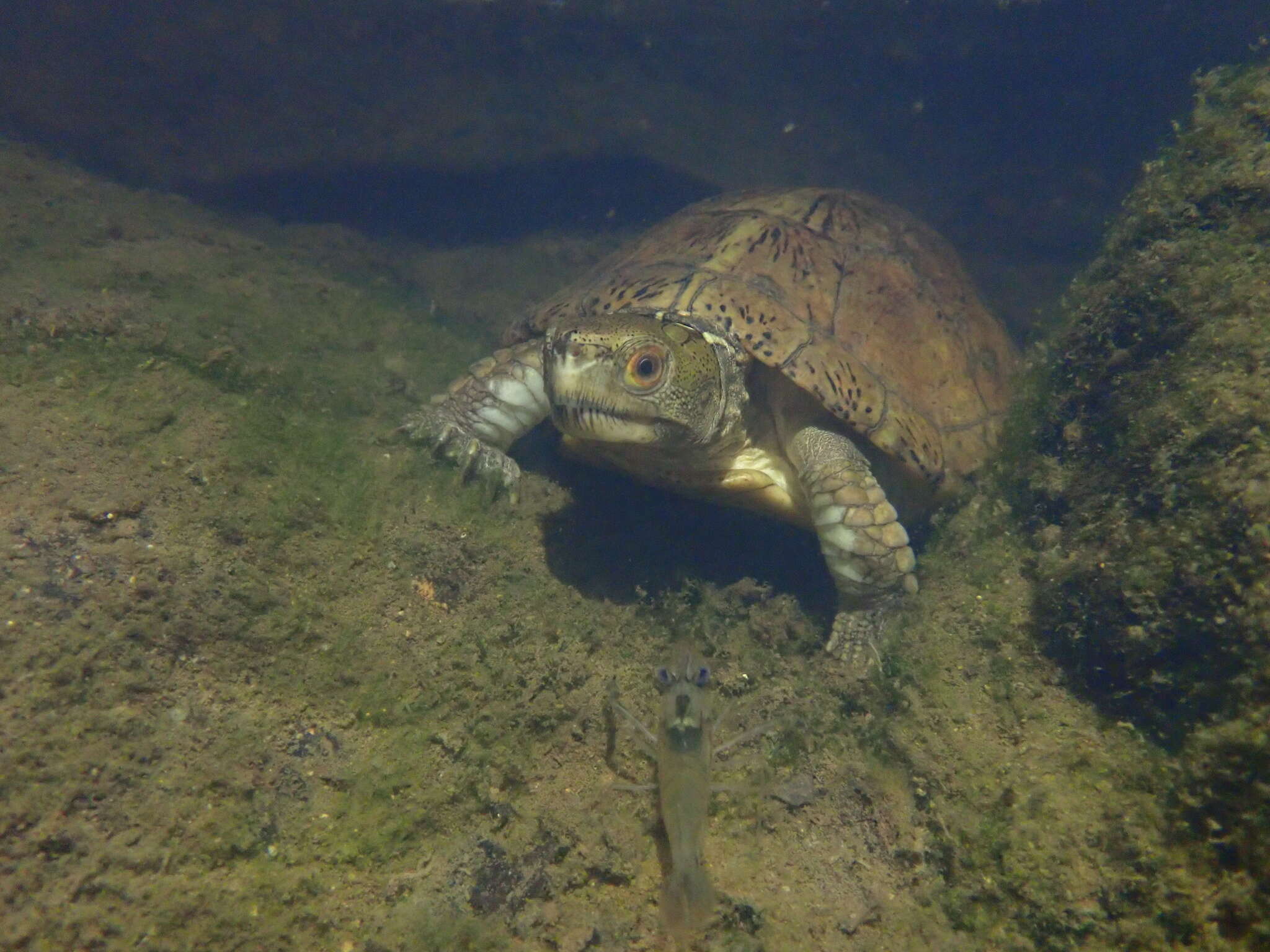 Image of Beale's Eyed Turtle