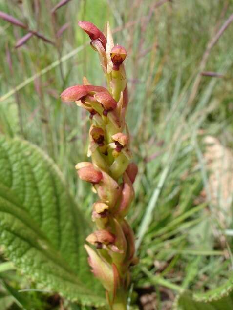 Image of Disa brevicornis (Lindl.) Bolus