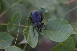 Imagem de Otiorhynchus (Otiorhynchus) cardiniger (Host 1789)