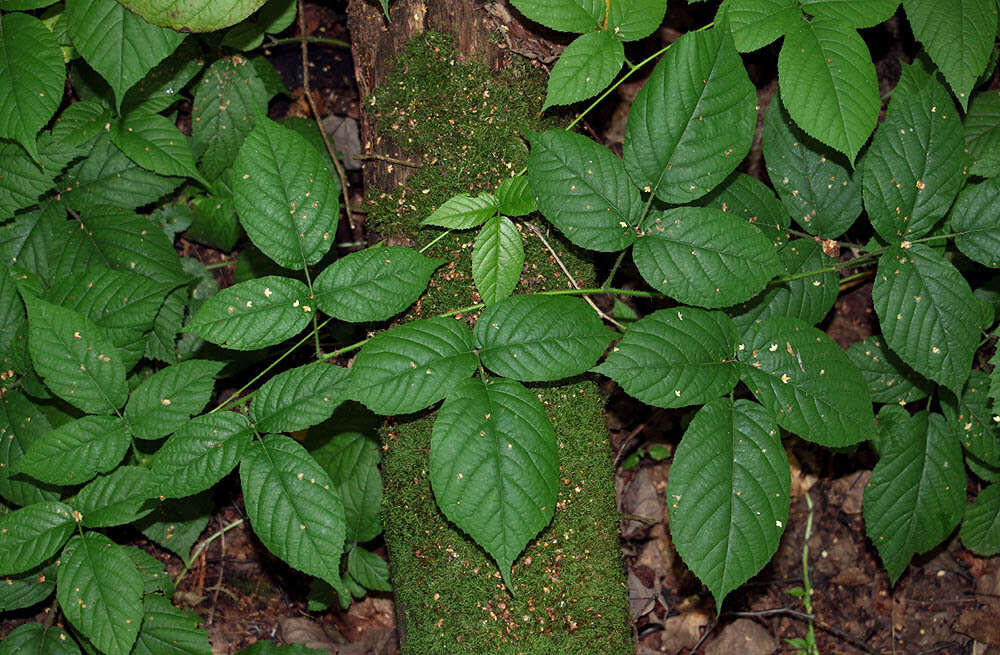 Imagem de Rubus hirtus Waldst. & Kit.