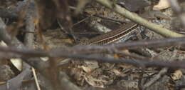 Image de Ameiva bifrontata Cope 1862