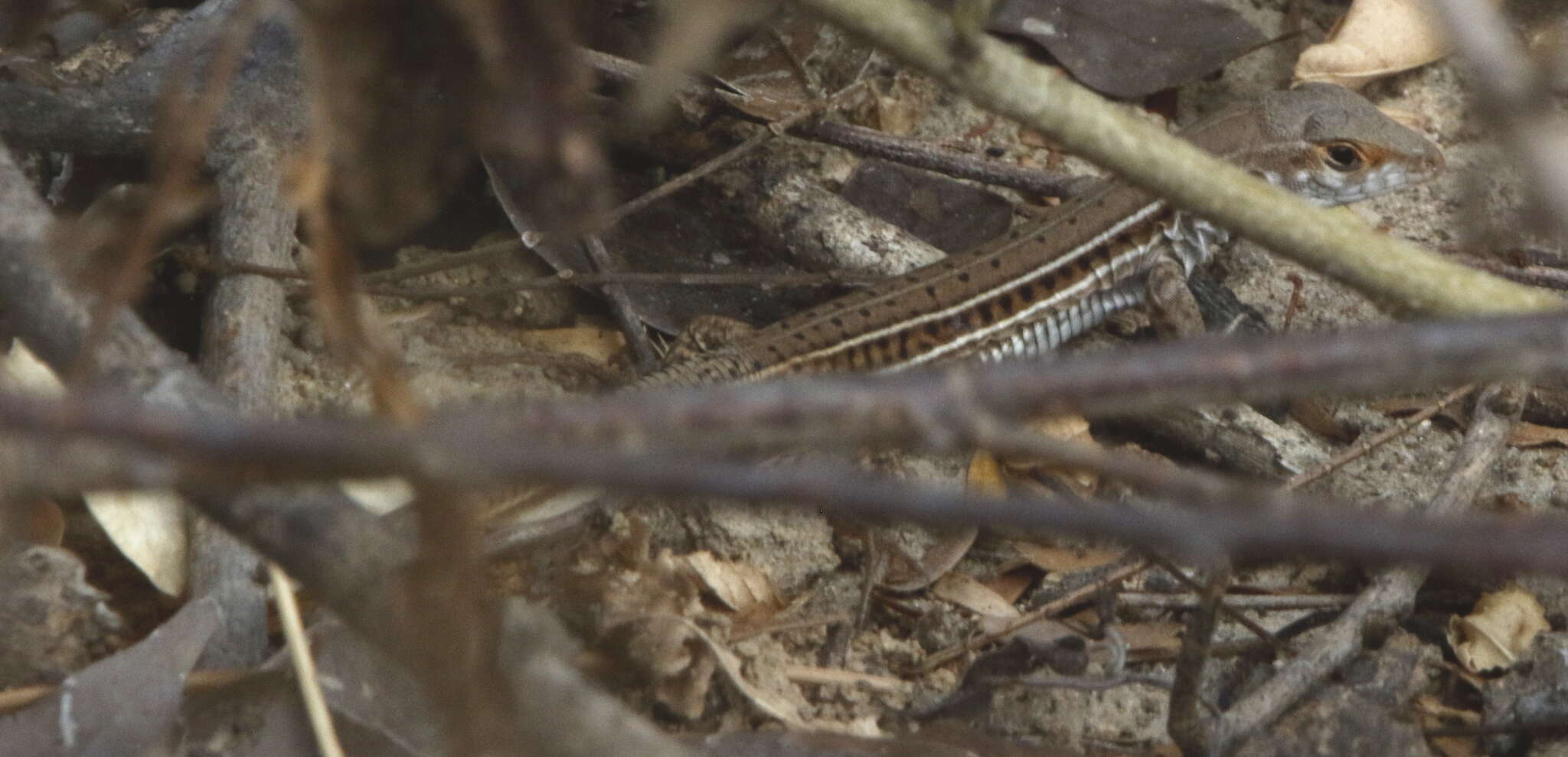 Imagem de Ameiva bifrontata Cope 1862