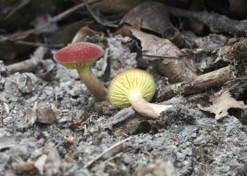 Image of Phylloporus leucomycelinus Singer 1978