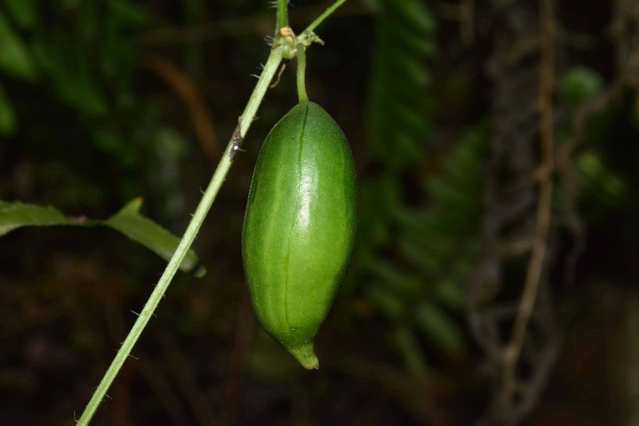 Image of Melothria cucumis Vell.