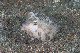 Image of Horn-nosed boxfish