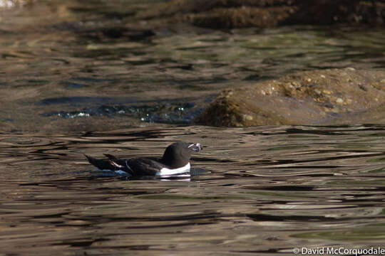 Image of Lesser auk