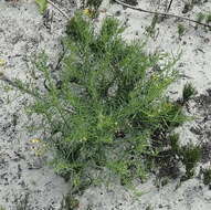 Image of Senecio burchellii DC.