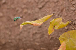 Image of Euglossa viridissima Friese 1899