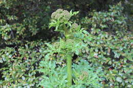 Image of Prionosciadium thapsoides (DC.) Mathias