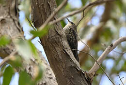 Plancia ëd Cormobates leucophaea grisescens (Mathews 1912)