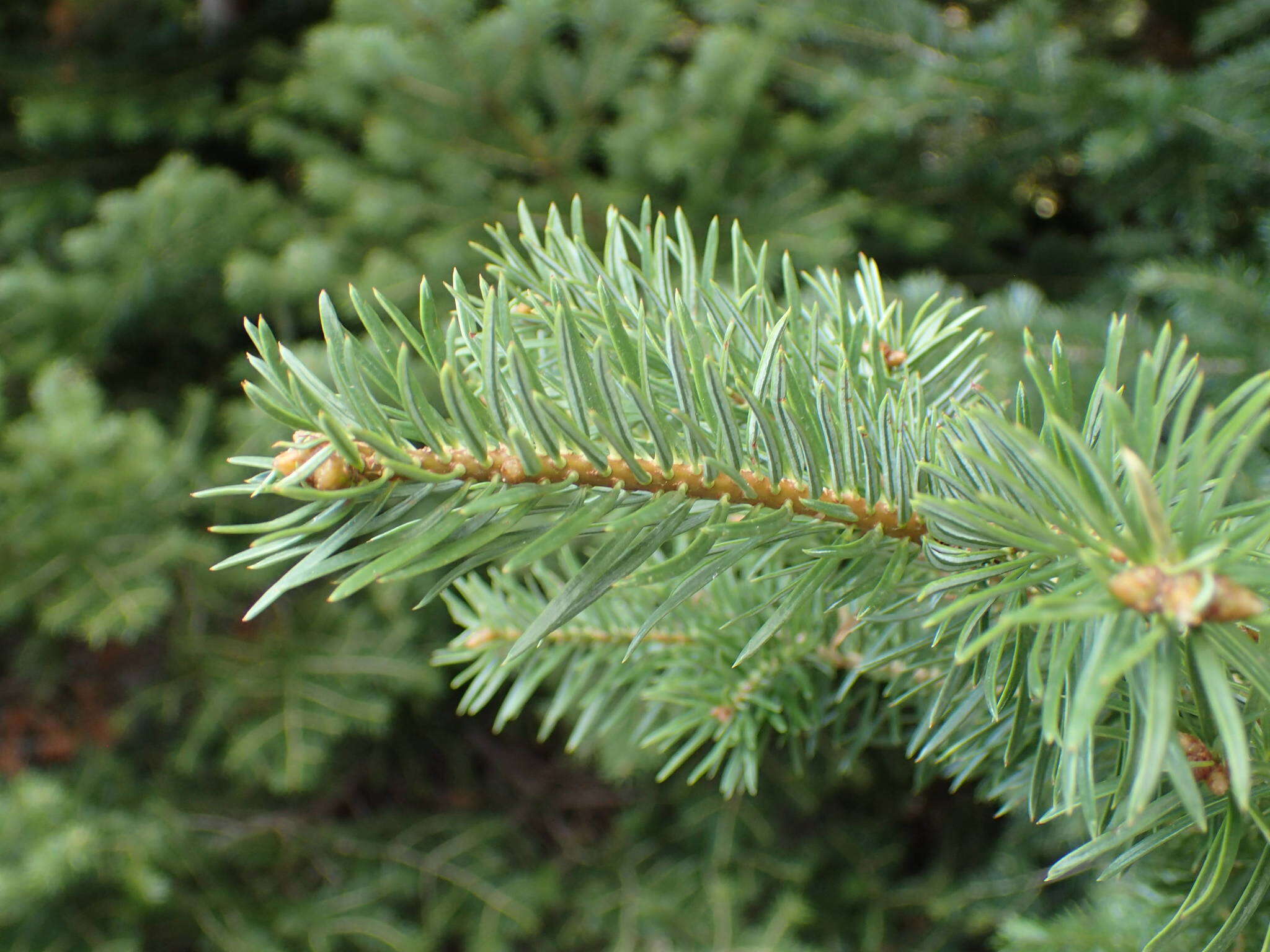 Image of Grecian Fir